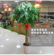 绿植租摆绿植养护绿化设计普陀区金沙江路真北路真南路志丹路普陀