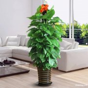 漕宝路附近花店 办公楼植物租赁租摆、花卉盆栽租赁闵行区漕宝路