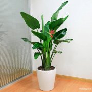 上海植物租摆办公室盆栽花卉租赁养护绿植绿化松江区花卉绿植植物