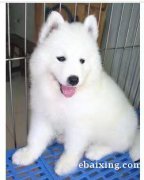 潮州哪里有狗场出售萨摩耶幼犬认准广东总狗场有保障