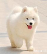 潮州哪里有狗场出售萨摩耶幼犬认准广东总狗场有保障